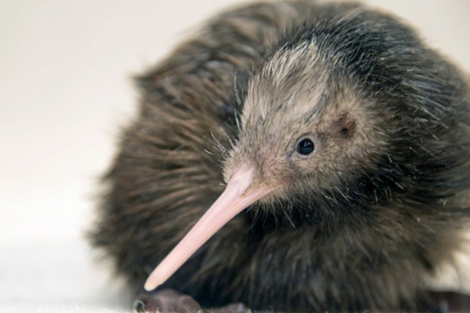 Miami Zoo apologized for its "Kiwi Encounter" and said it had discontinued the visitor experience.