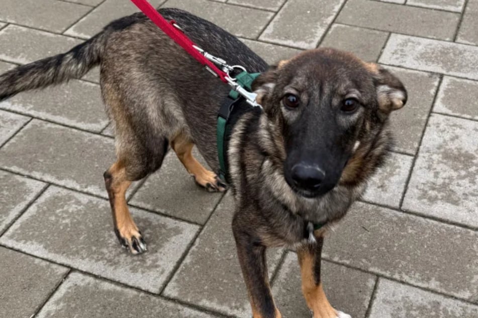 Hündin ist erst wenige Monate alt: "Wer Cara adoptiert, bekommt eine ganz tolle Freundin"