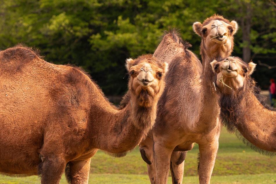 Zoo hat seltene Neuzugänge am Start: Doch diese Tiere mussten dafür weichen