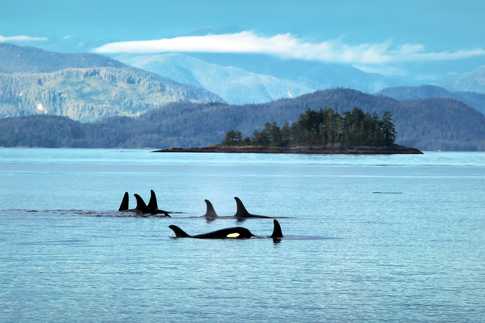 Orcas "unterhalten" sich während der Vorbereitung ihrer Beutezüge intensiv miteinander.