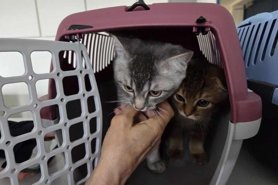 Die Polizei nahm die Katzen in Obhut.