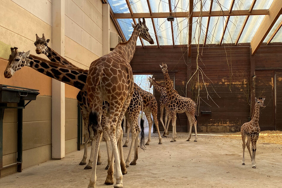 Für Besucher ist das Jungtier jetzt stundenweise im Giraffenstall der Kiwara-Savanne zu sehen.