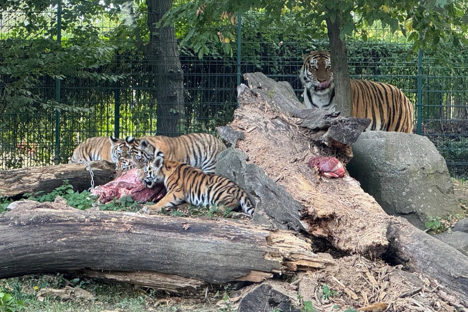 Die vier Tigerbabys aus dem Zoo Magdeburg haben nun ihre Namen erhalten.