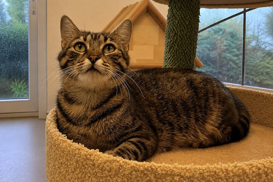 Katze Anneliese genießt jede Aufmerksamkeit von Menschen.