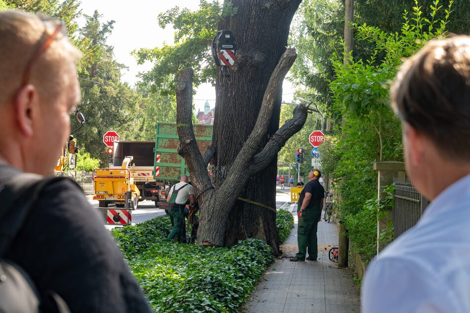 Vor Baumfällungen wie hier an der Hüblerstraße in Blasewitz wird oft eine externe Untersuchung benötigt.