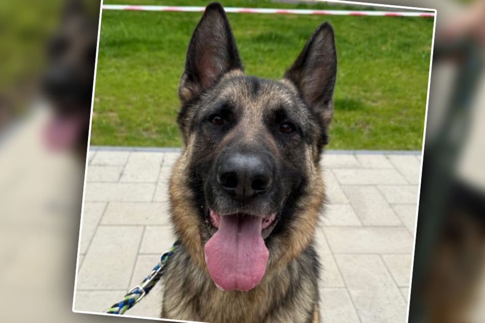 Ciros Pfleger schwärmten in den höchsten Tönen von dem rund vier Jahre jungen Schäferhund.
