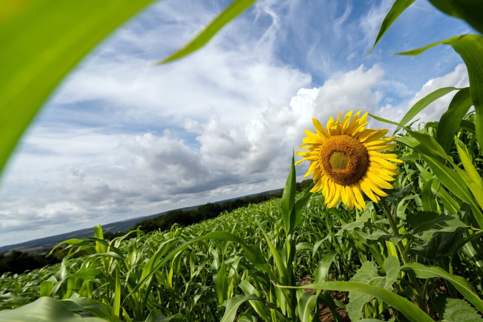 Nach den regnerischen Tagen dürfen sich Sonnenanbeter wieder auf heitere Momente in Bayern freuen.