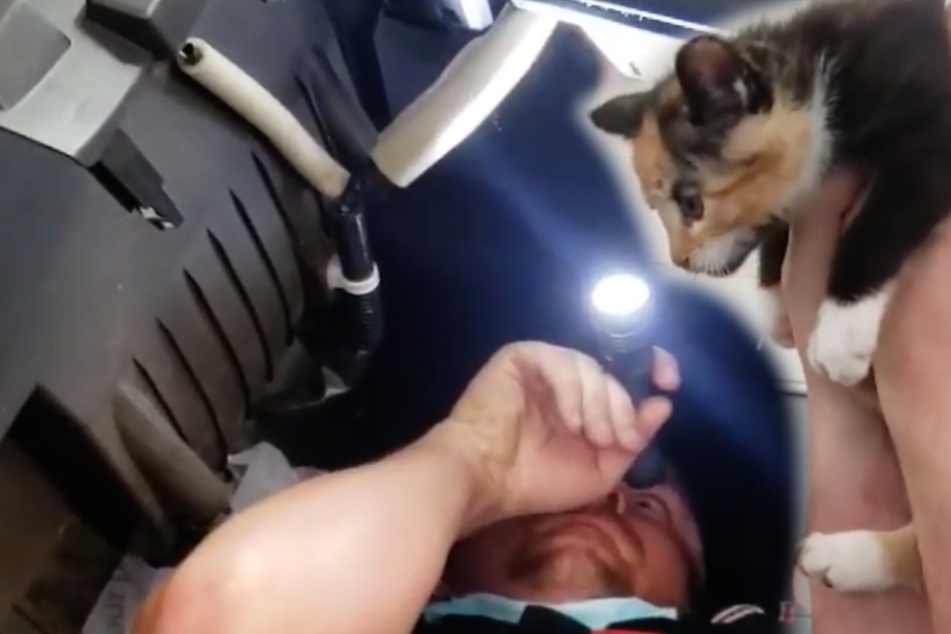 Katzen-Rettungsaktion: Mechaniker bauen Auto auseinander