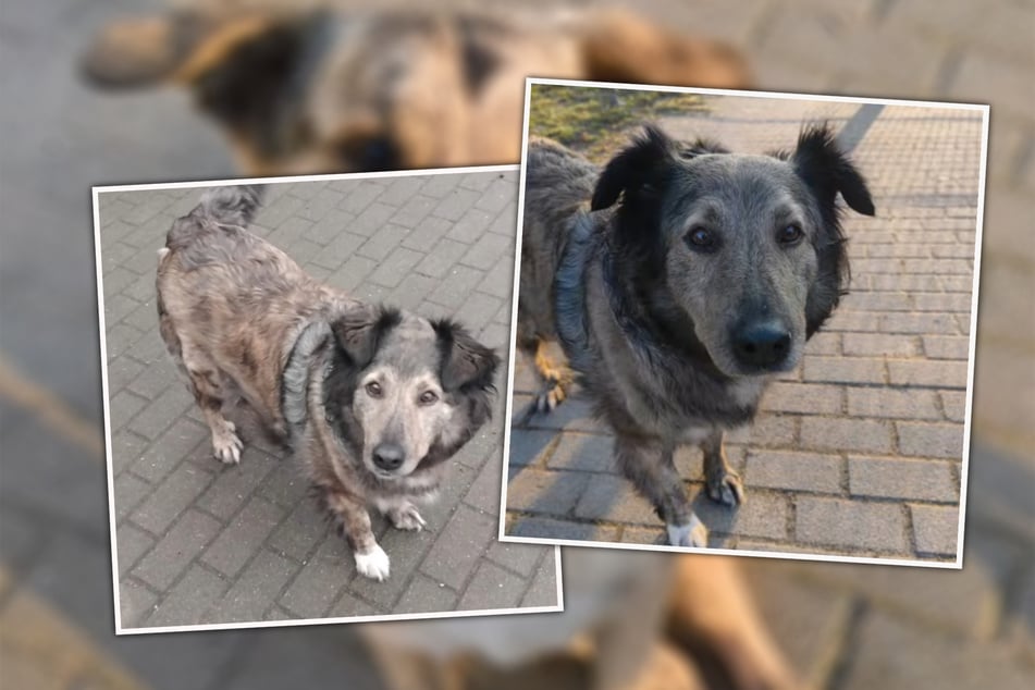 V souvislosti s podvýživou Berti předala své nemoci synovi Figarovi.