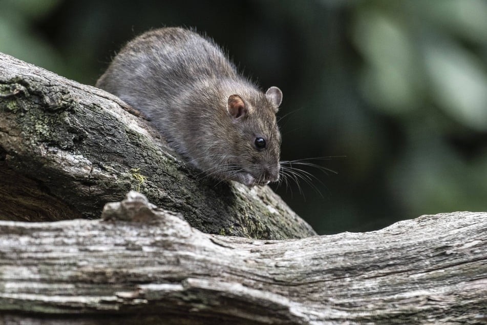 Ratten vermehren sich vor allem durch immer mehr Lebensmittelreste und Müll in der Umwelt.