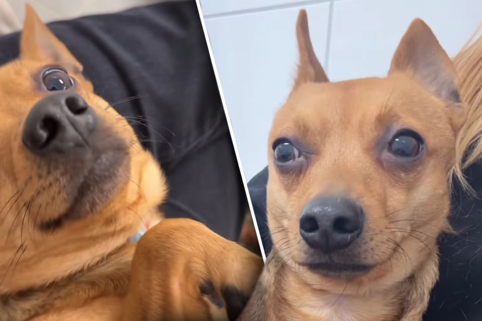 Der niedliche Mischling genießt jede Form von Zuwendung in vollen Zügen - und lässt sich für sein Leben gern kuscheln und kraulen.