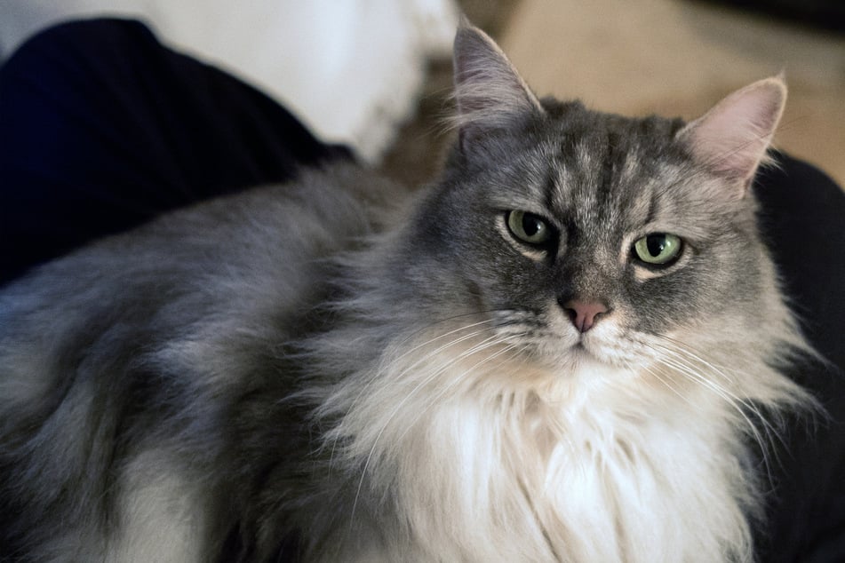 It is inevitable that fluffy cats will lose a lot of fur.