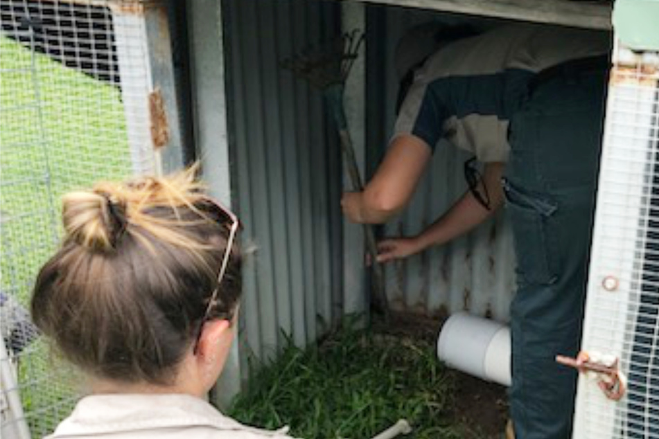 These Australians found a funny looking chicken in their coop – it was a crocodile!