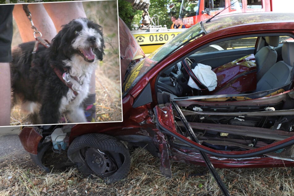 Heftiger Unfall: Mercedes und Ford sorgen für Trümmerfeld, Hund mit riesigem Schutzengel