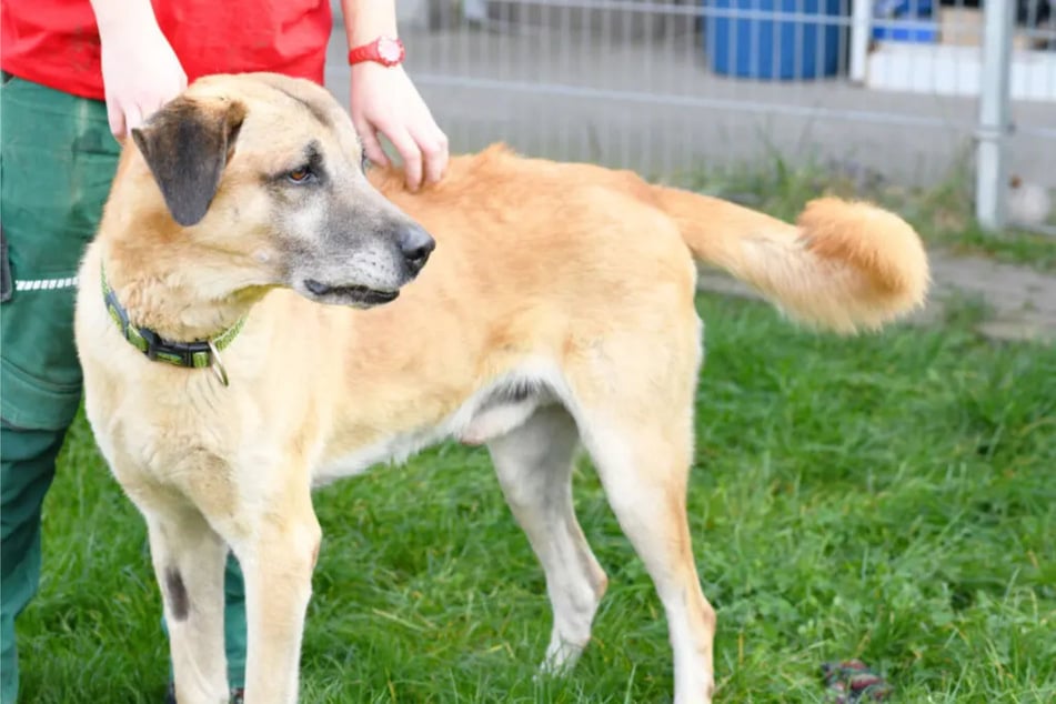 Die Tierpfleger kümmern sich mühevoll um Otis.