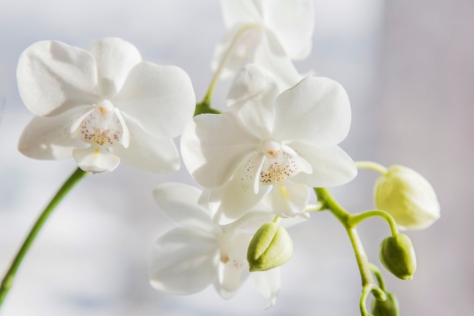 Orchideen sind empfindliche Pflanzen, die trotz der intensiven Pflege sehr beliebt sind.