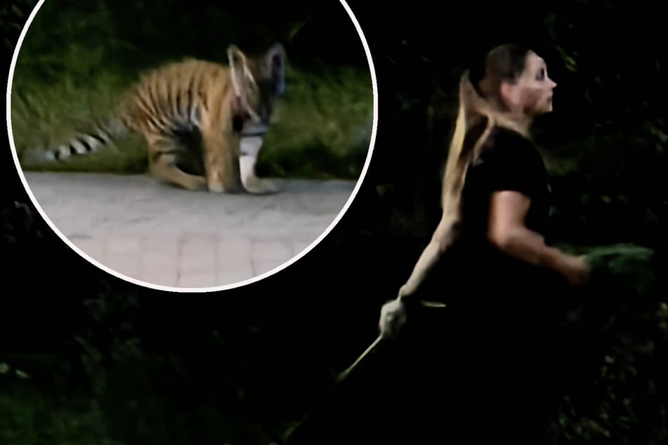 Leipzig: Geheimes Foto aufgetaucht: Frau geht mit Tigerbaby in Leipzig Gassi - PETA schaltet sich ein