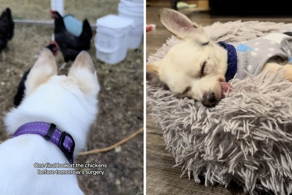 Chihuahua Joey ging es zunehmend schlechter, bis andere Tiere seine Aufmerksamkeit erregten.