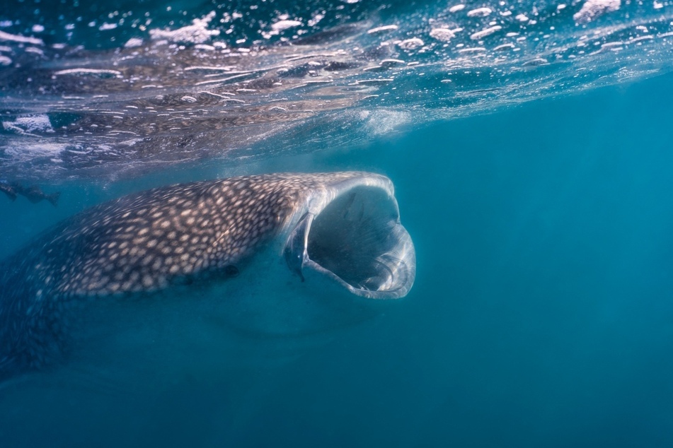 Whale sharks are huge, but not the most dangerous.