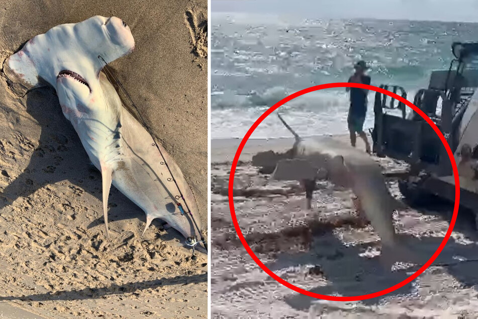Riesen-Hammerhai tot am Strand entdeckt: Ein Detail bestürzt die Finder