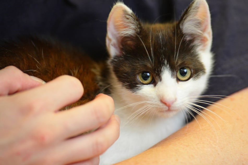 Das Tierheim sucht Menschen, die ihren Katzen ein wenig Liebe schenken wollen. (Symbolbild)