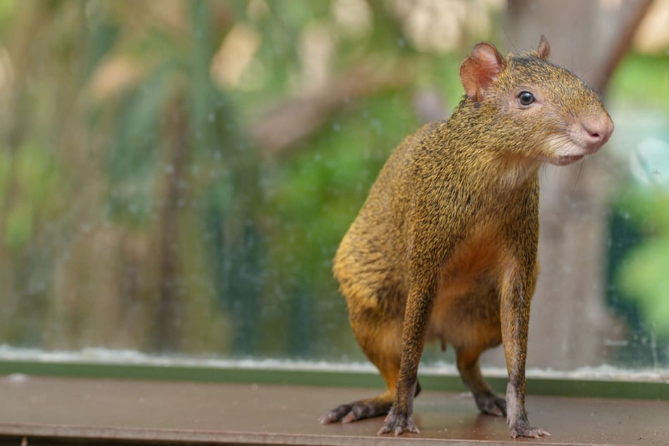 Kölner Zoo freut sich über neue Art: Diese drolligen Tiere zogen jüngst in ihr Gehege