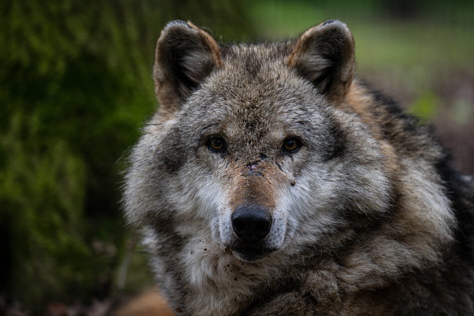 Der Problemwolf verursachte zu hohe Schäden. (Symbolbild)