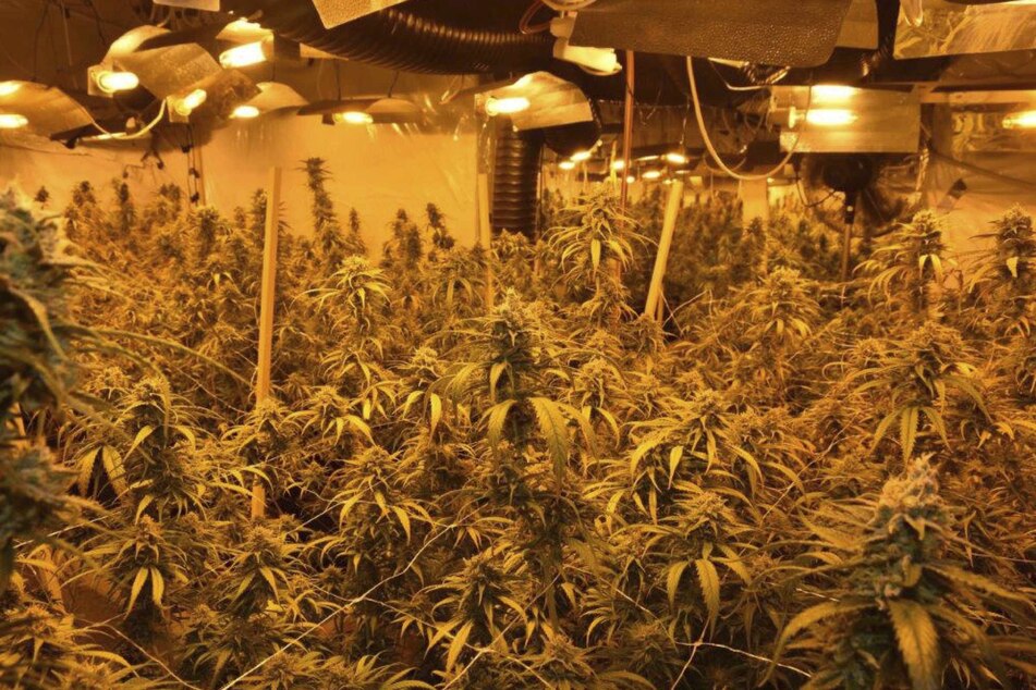 Polizistin mit dem "richtigen Riecher": Riesige Marihuana-Plantage entdeckt