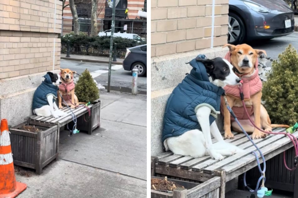 Mann begegnet Hunden auf der Straße: Witzige Szene bringt das Netz zum Lachen