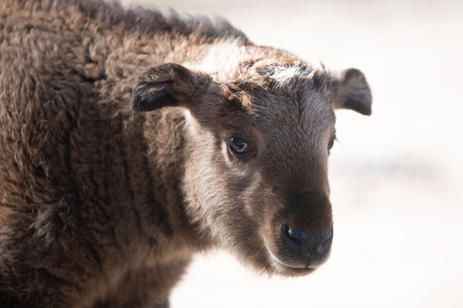 Der kleine Goldtakin-Bulle ist so süß!