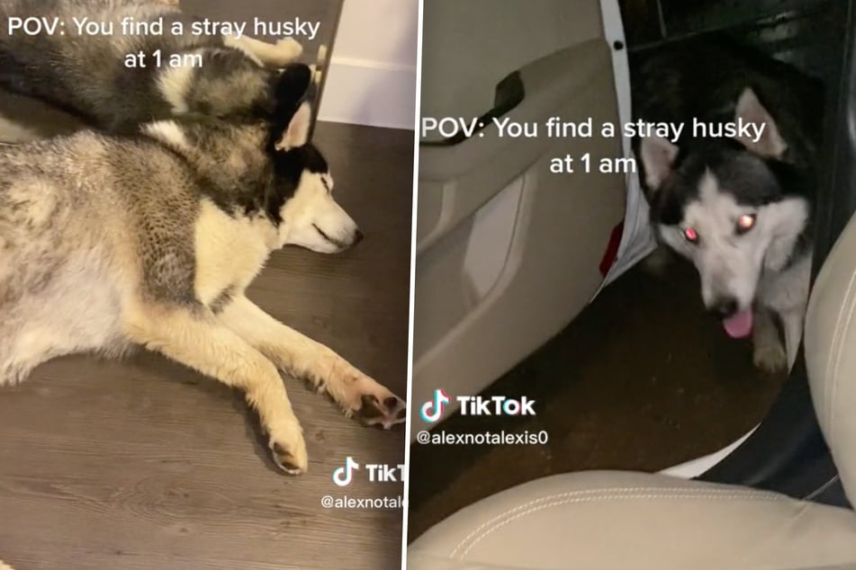 Husky gets late night rescue as TikTok gets in on the chase