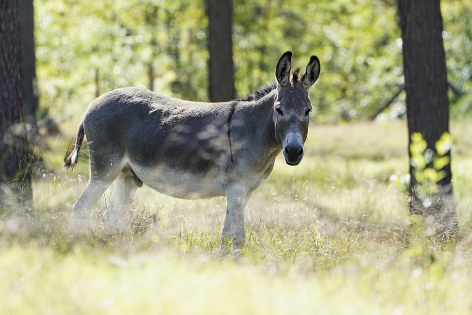 En Colombia, terroristas han utilizado a un pobre burro como "portador de bomba". (Imagen simbólica)