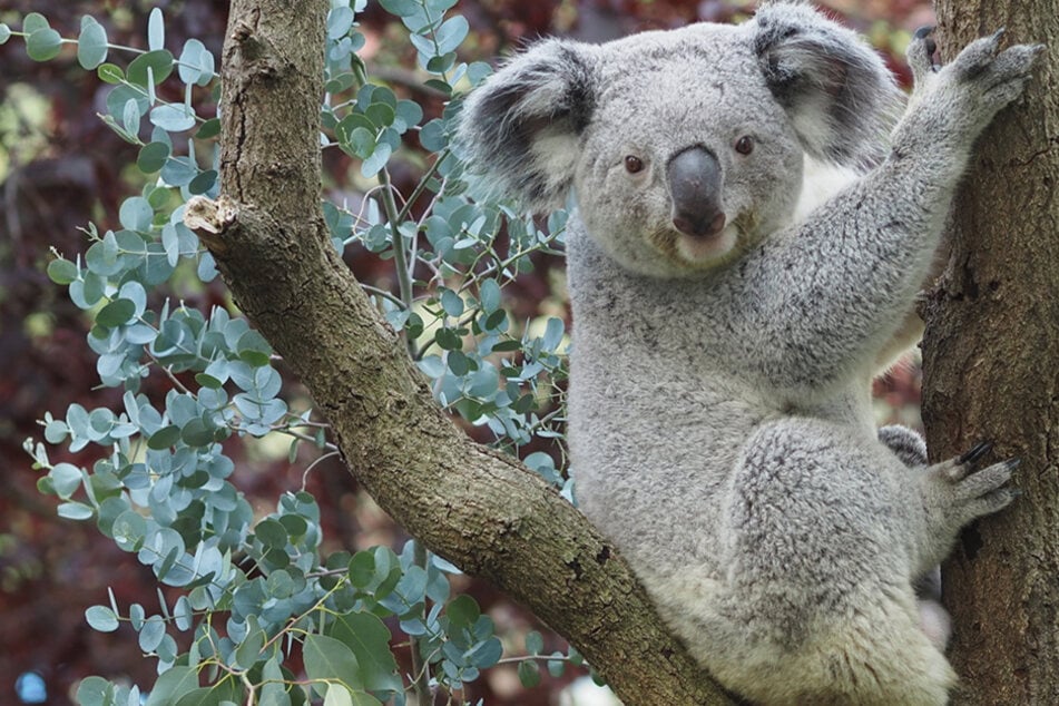 "Eventuell auf was freuen können!" Bald große Koala-News im Zoo Leipzig?