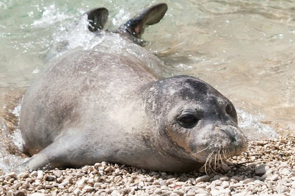 Kostis gehörte zur Gattung der seltenen Mittelmeer-Mönchsrobbe. (Symbolbild)