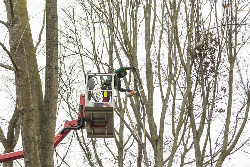 Das Baumpfleger-Team sägt absturzgefährdete Äste ab.