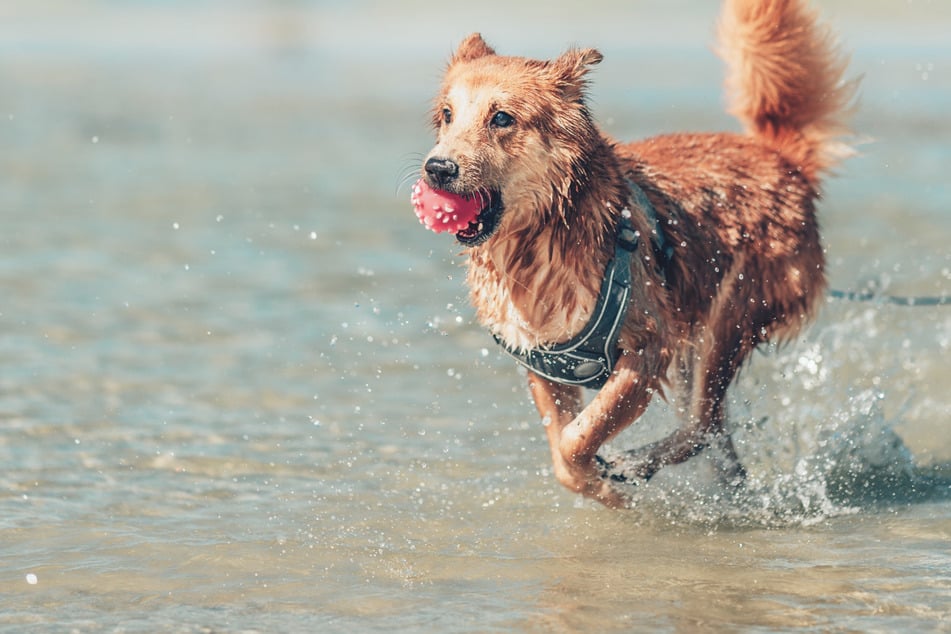 Zo veel mensen gaan met hun hond op vakantie - en zo veel laten hem thuis