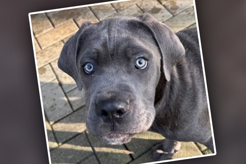Cane-Corso-Welpe Tick landete nach einer Sicherstellung aus dem illegalen Welpenhandel im Tierheim Köln-Dellbrück.