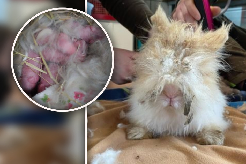 Tierheim nimmt verwahrloste Kaninchen auf, Tage später folgt die Überraschung