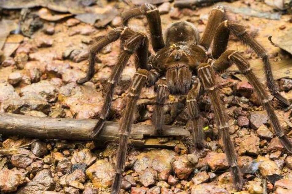 Größte Spinne der Welt: was für ein krabbelnder Riese!