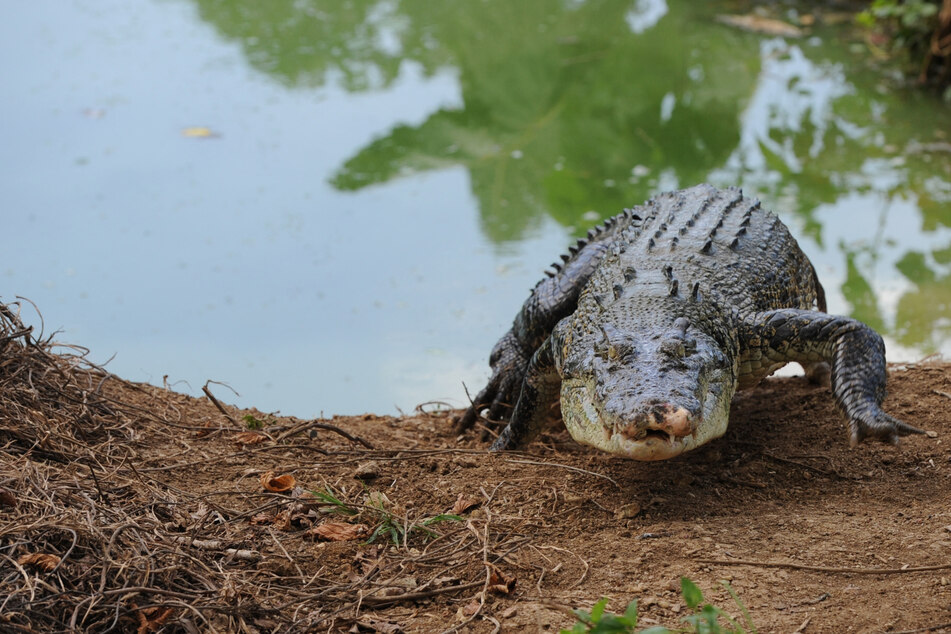 Killer-Krokodil schnappt sich 60-Jährigen: Angehörige müssen Mageninhalt identifizieren