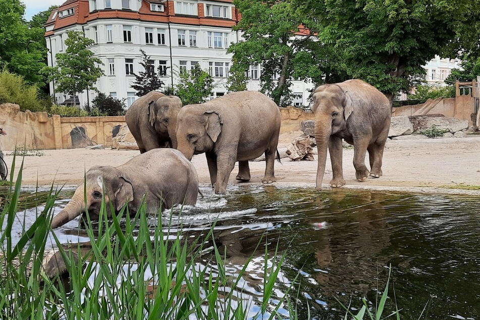 Im Leipziger Zoo dreht sich kommende Woche alles um die grauen Riesen.