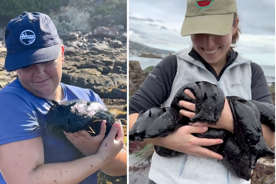 Videos of scientists from Chapman University cuddling with enormous sea slugs have TikTokers delighted and disturbed in equal measure.