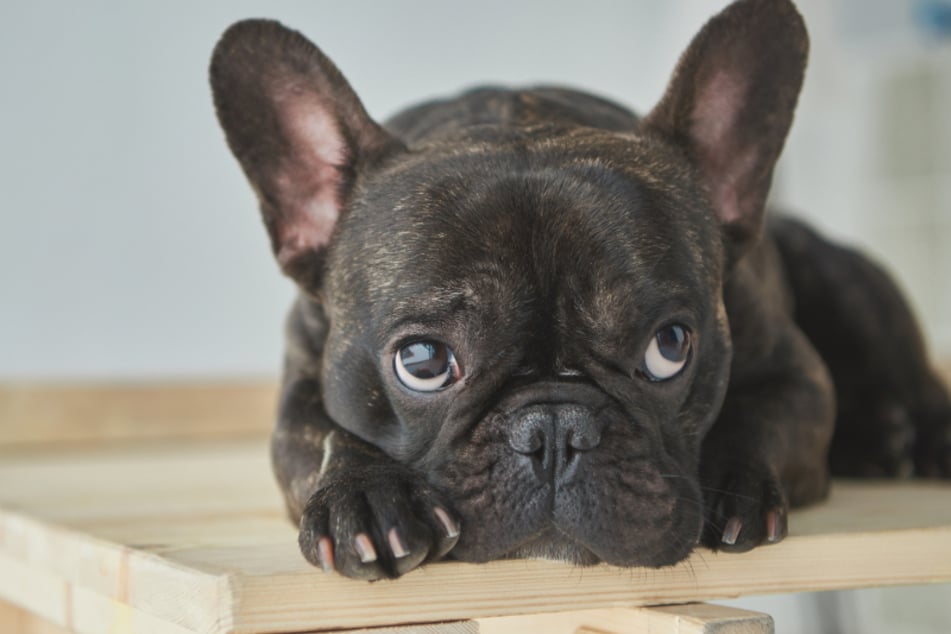 Die schwarze Bulldogge wächst in dem Video über sich hinaus. (Symbolbild)