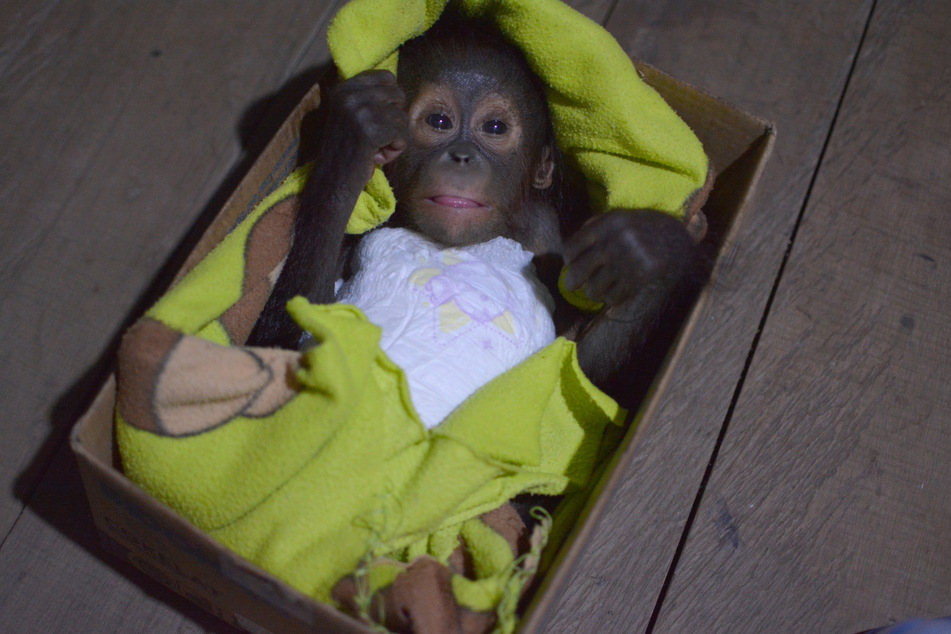 Eines der Orang-Utan-Babys liegt mit einer Windel in einem Karton.