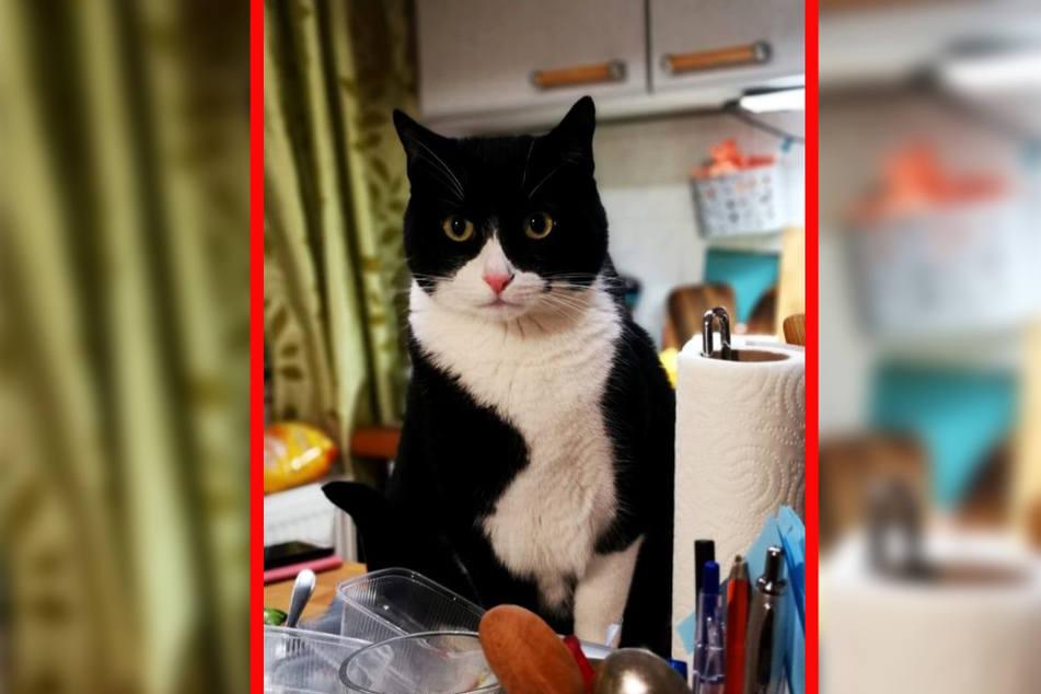 Kater Dexter wich nicht von der Seite seiner eingeklemmten Schwester.