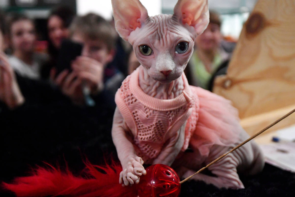 Bei den nackten Sphynx-Katzen gilt es im Vergleich zu ihren Verwandten mit Fell einiges mehr zu beachten. (Archivbild)