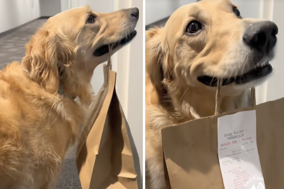 Overexcited dog is allowed to carry home food delivery, and her reaction is priceless!