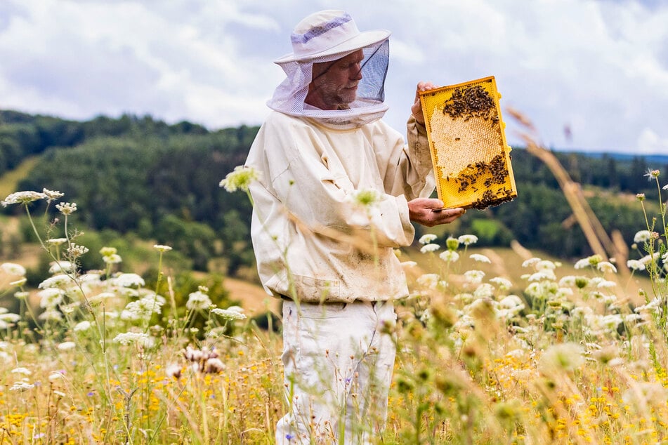 Die reichen Blumenwiesen im Osterzgebirge sind ein wahres Paradies für die Bienenvölker.