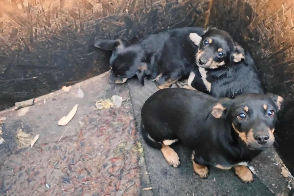 Welpe legt Pfote auf schwer kranken Artgenossen: Was Frau dann erfährt, zerreißt ihr das Herz