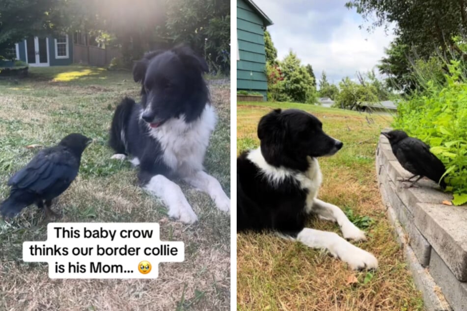 Millionen Zuschauer zeigten sich von der süßen Beziehung zwischen Hund und Vogel fasziniert.
